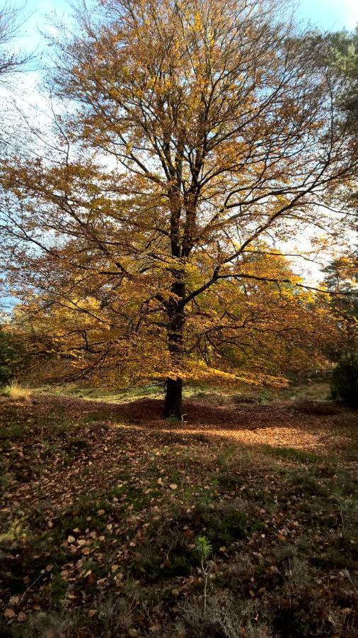 Vila Hoeve Den Anholt Ruinen Exteriér fotografie